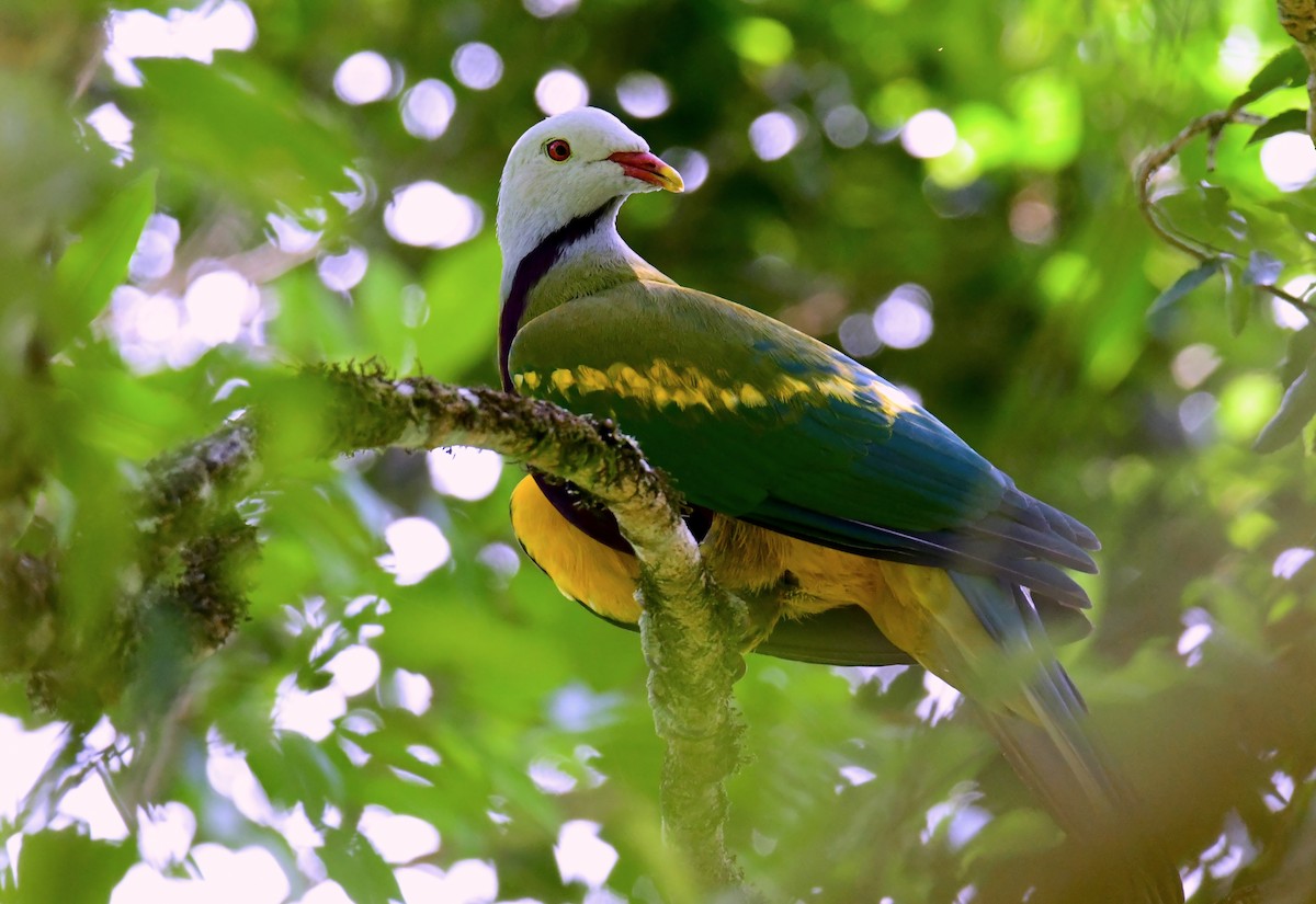 Wompoo Fruit-Dove - ML647830457