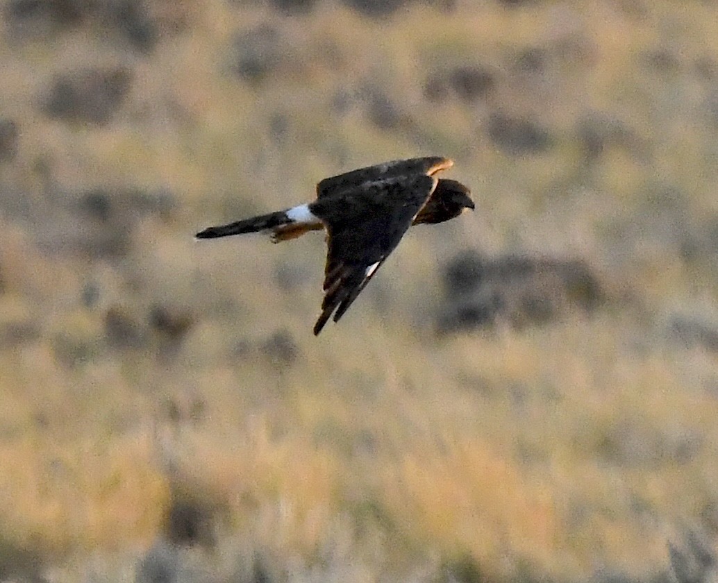 moták severoamerický - ML647830470