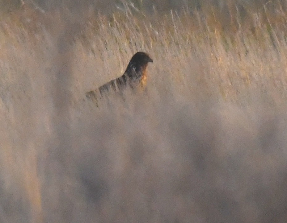 moták severoamerický - ML647830471