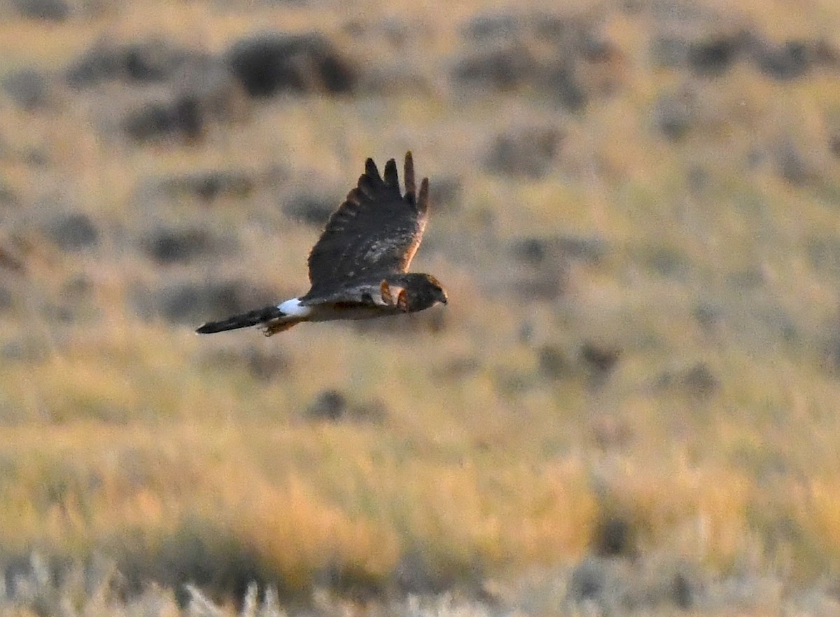 moták severoamerický - ML647830472