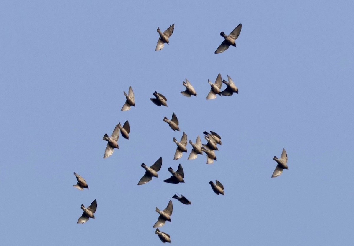 Rosy Starling - ML647830525