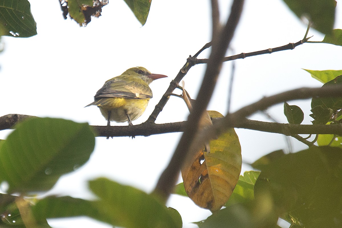 Loriot indien - ML647830533