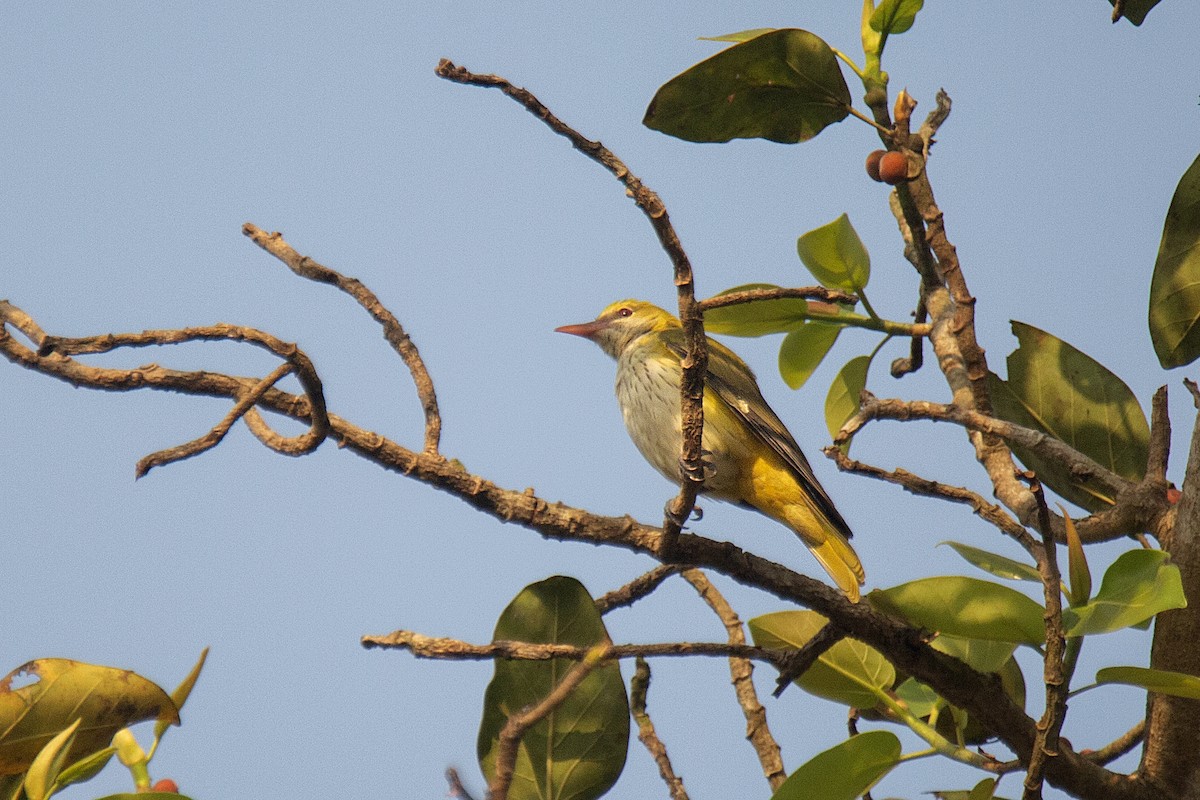 Loriot indien - ML647830534