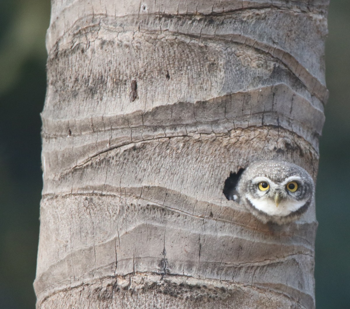 Сич брамінський - ML647830558