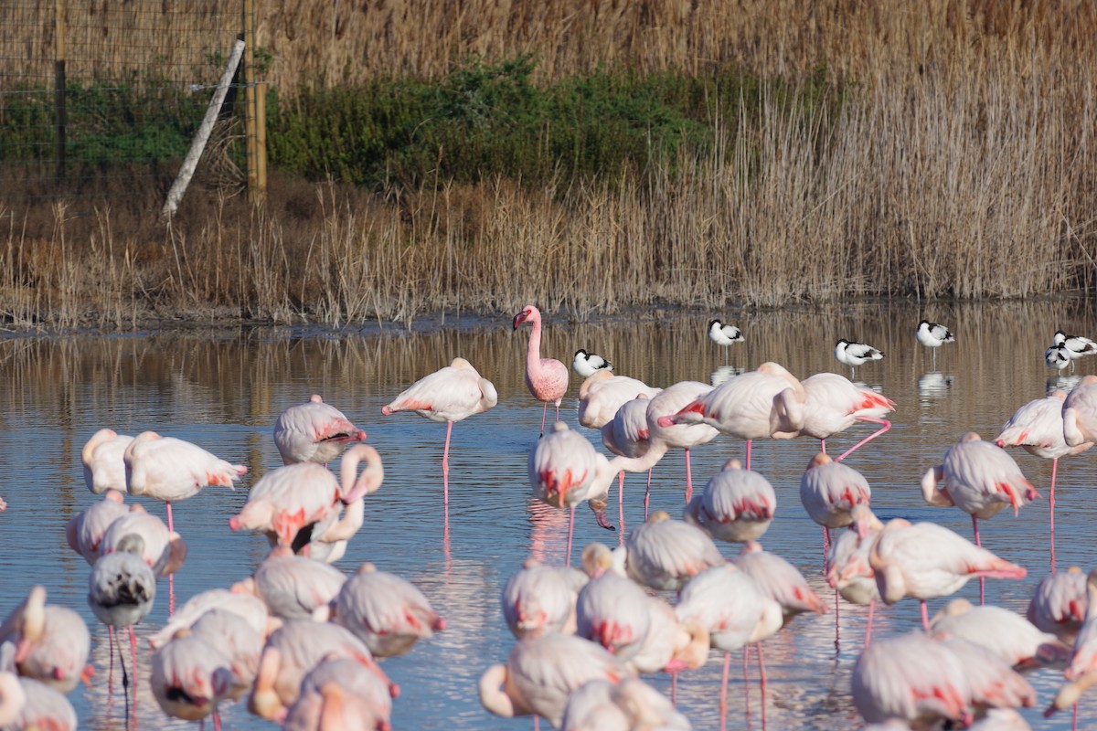 Zwergflamingo - ML647830573