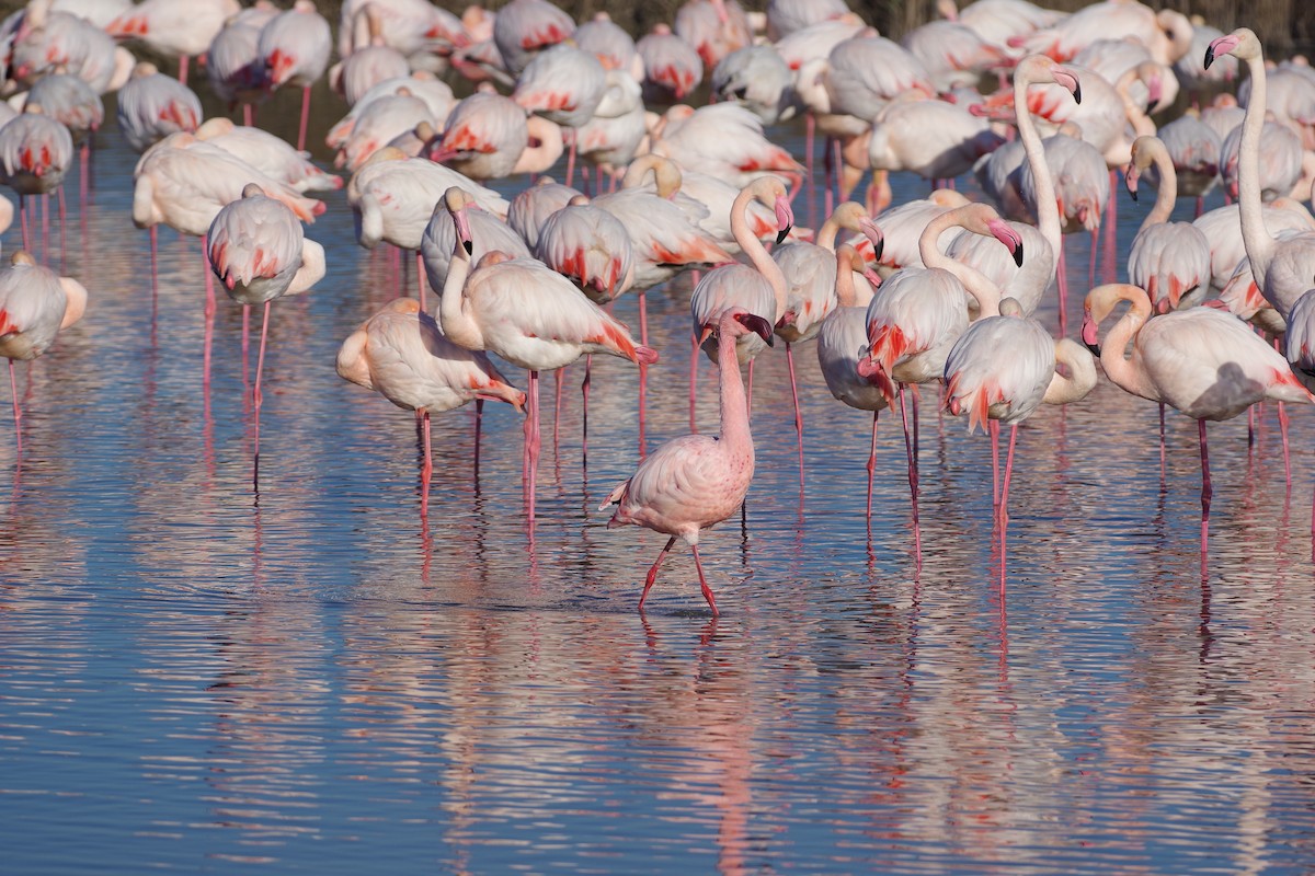 Zwergflamingo - ML647830574