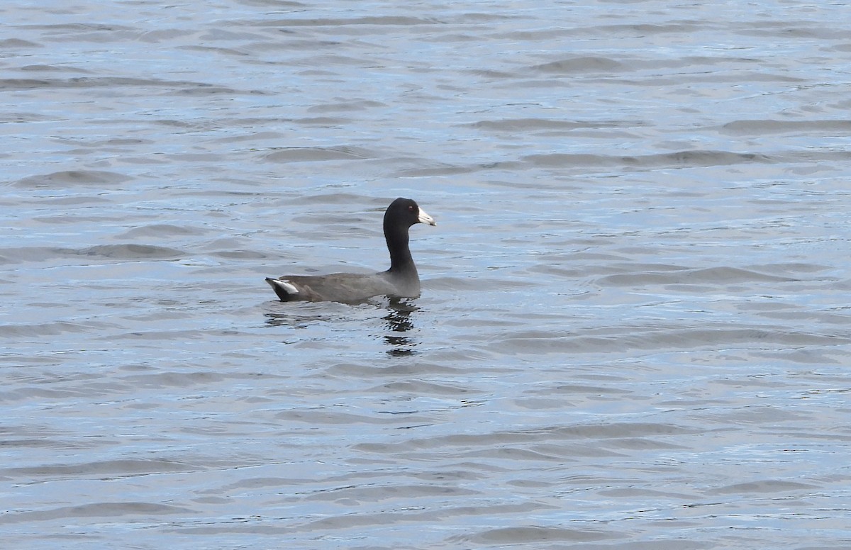 אגמית אמריקנית - ML647830586