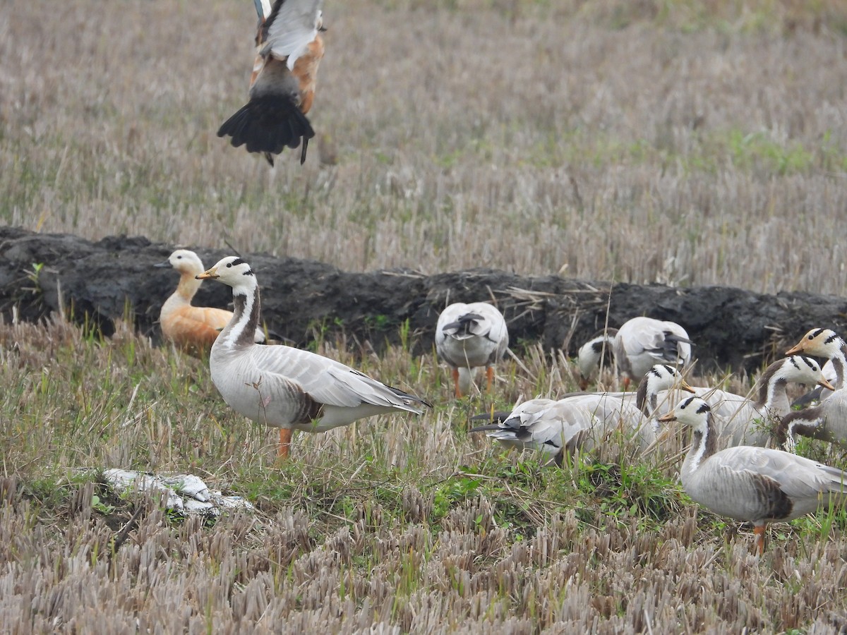 Oie à tête barrée - ML647830591