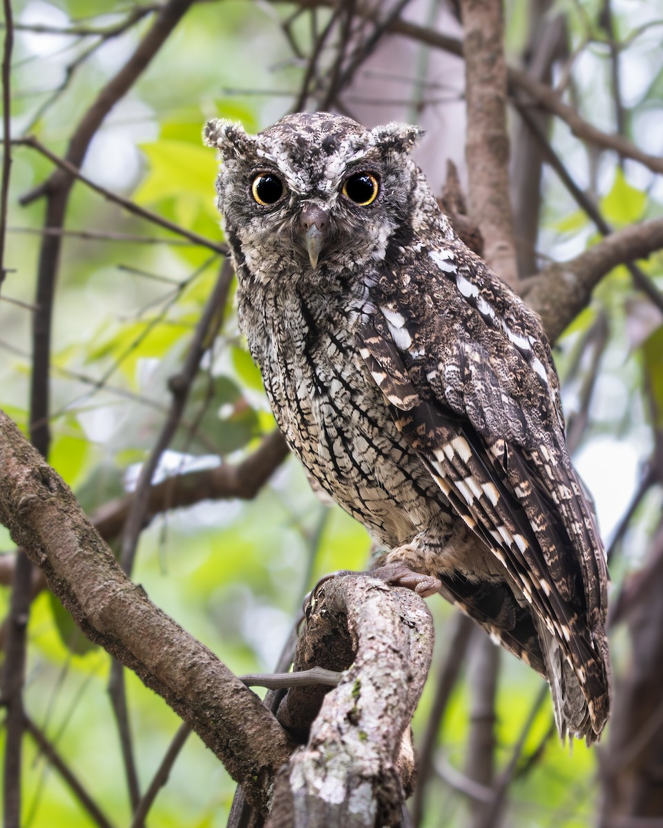Tropical Screech-Owl - ML647830619