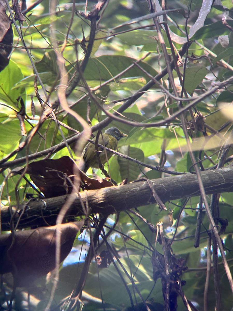 Gray-headed Bulbul - ML647830621