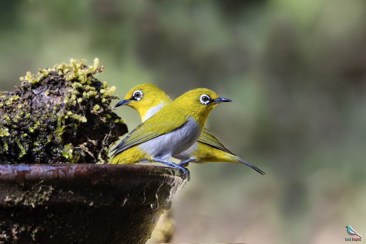 Indian White-eye - ML647830627