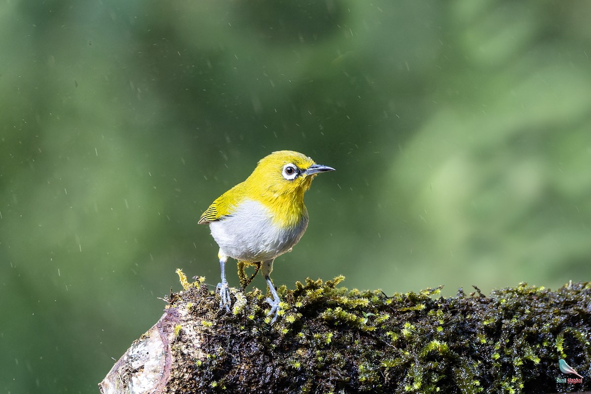 Indian White-eye - ML647830628