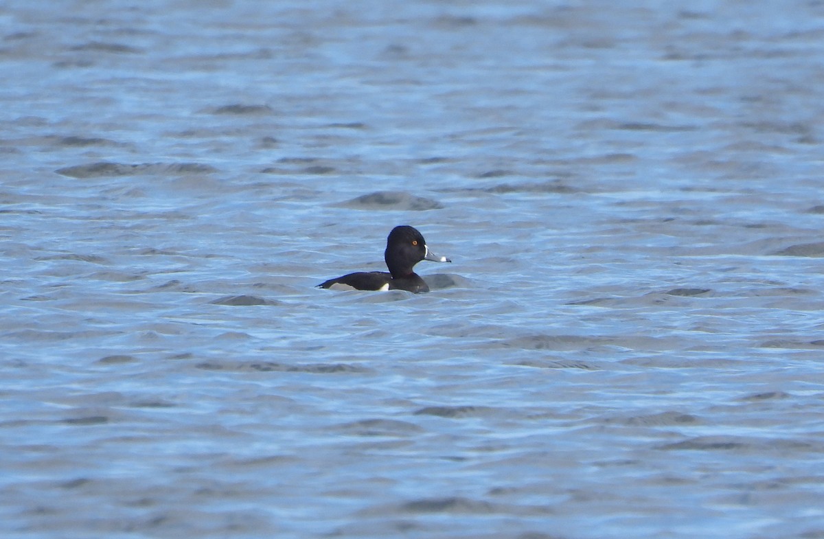 Ring-necked Duck - ML647830629