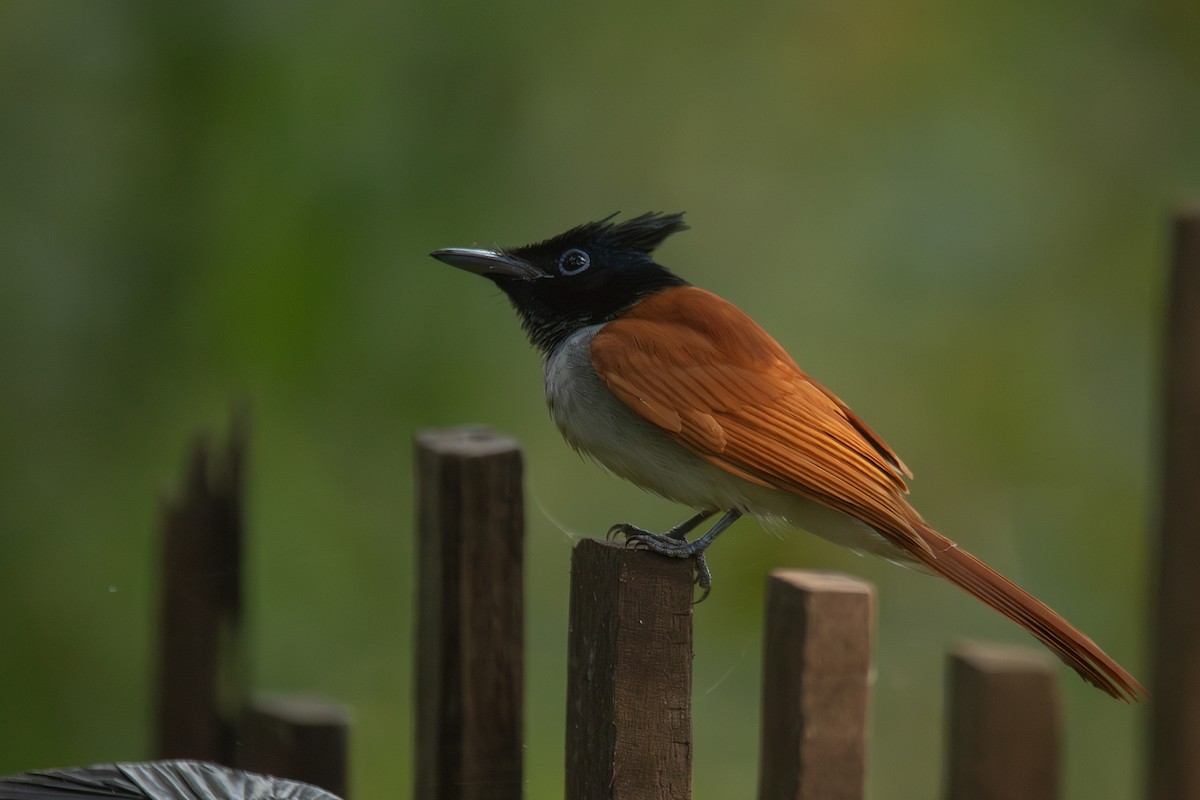 Indian Paradise-Flycatcher - ML647830630