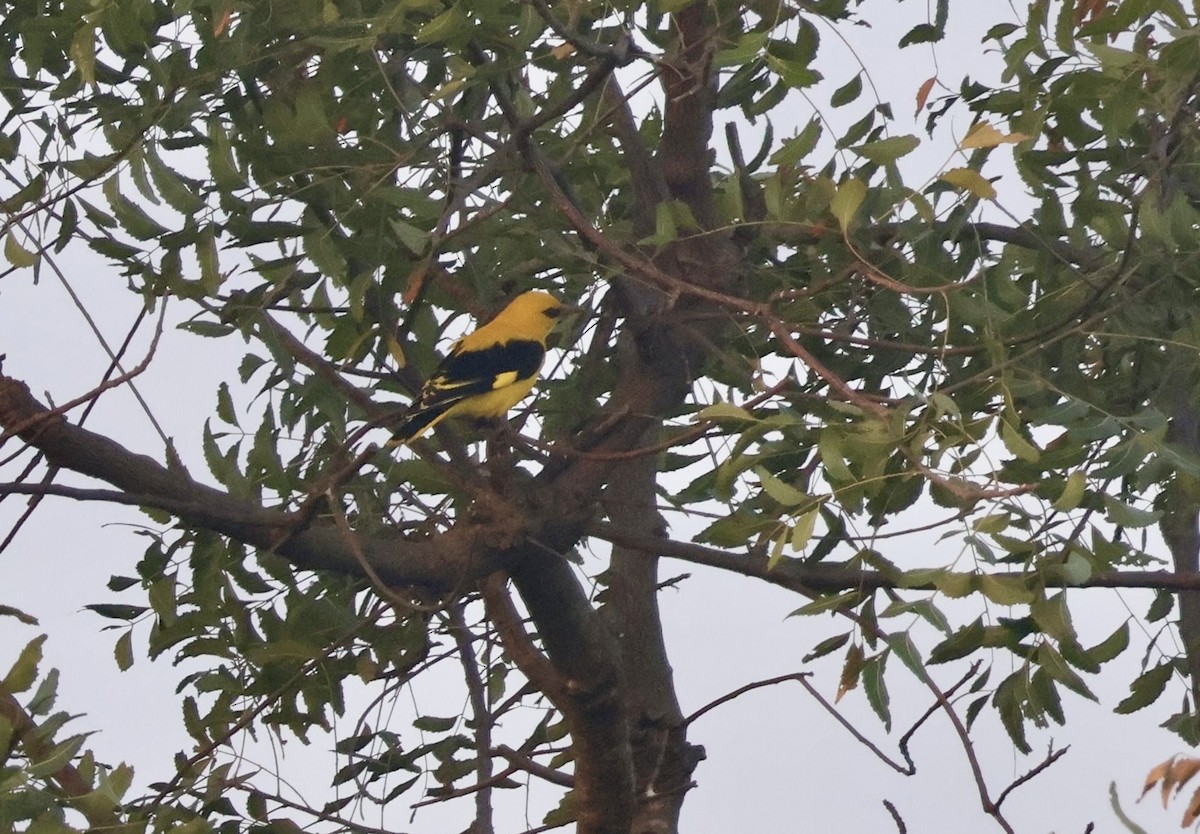 Indian Golden Oriole - ML647830631