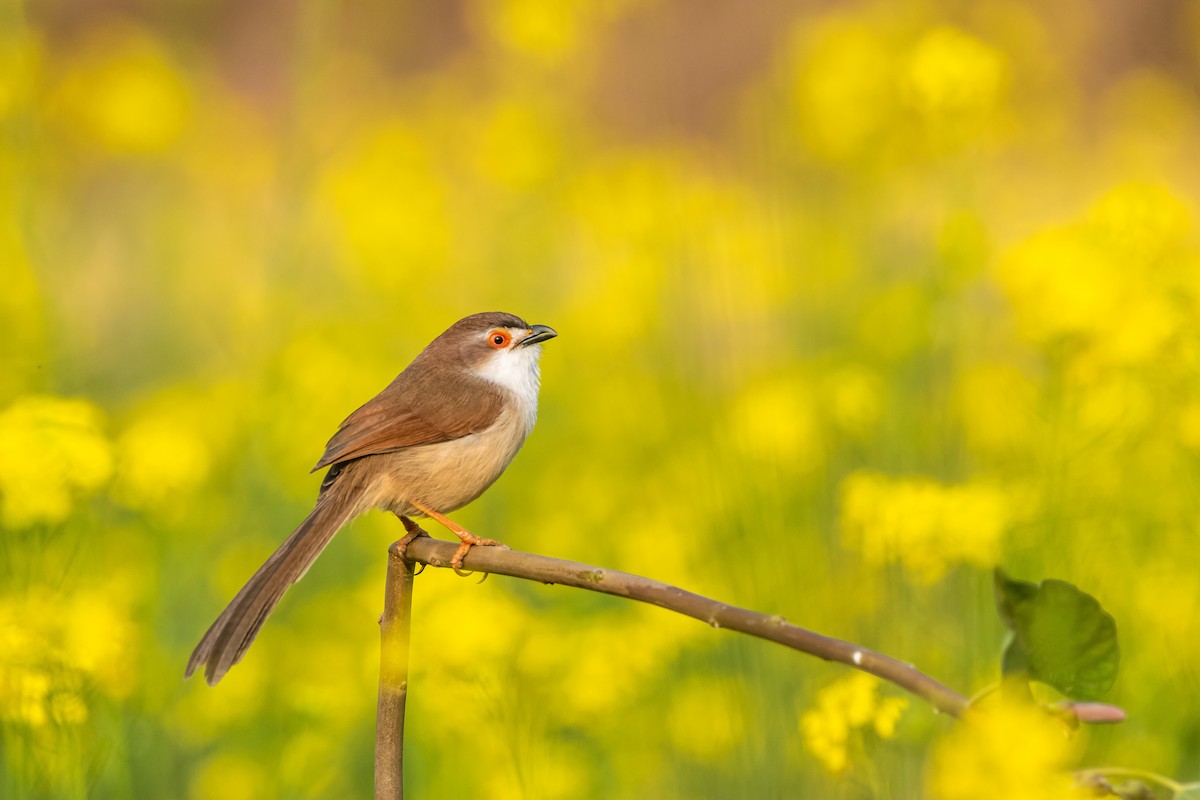 Yellow-eyed Babbler - ML647830632