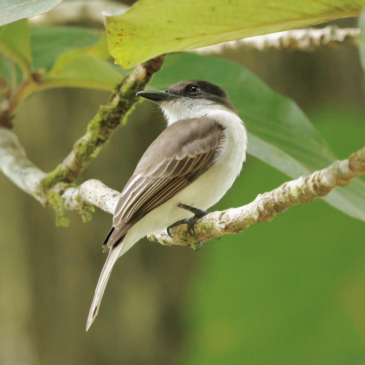 Loggerhead Kingbird (Puerto Rico) - ML647830633