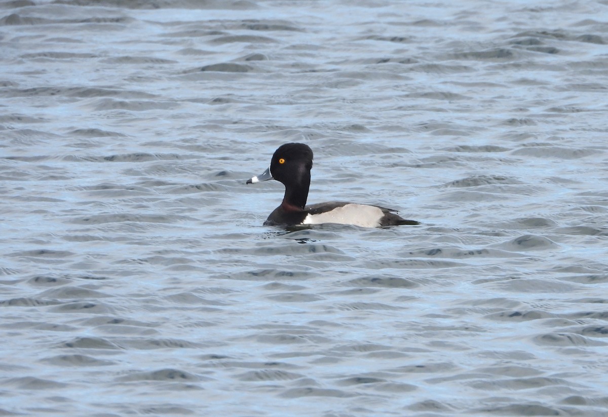 Ring-necked Duck - ML647830634