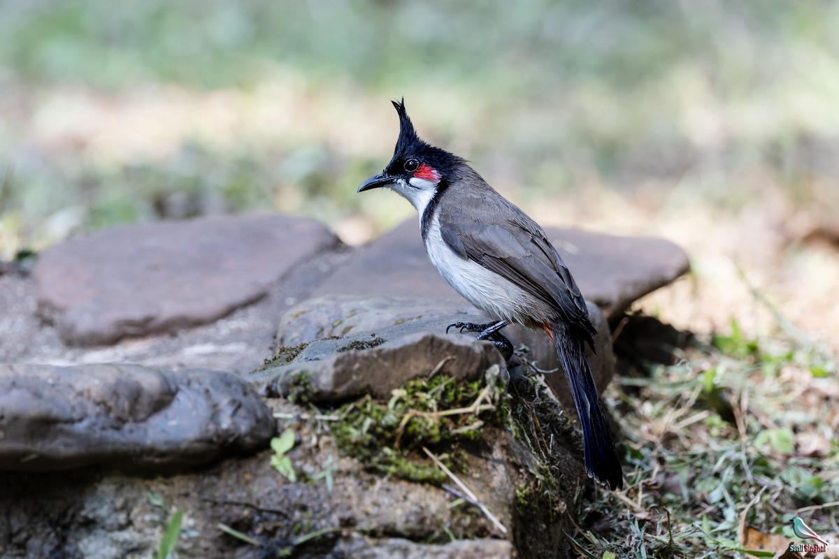 Red-whiskered Bulbul - ML647830635