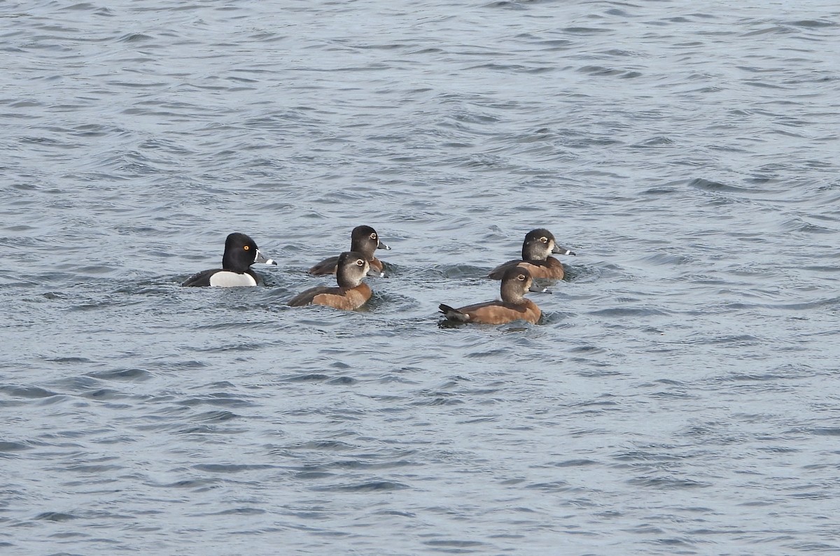 Ring-necked Duck - ML647830636