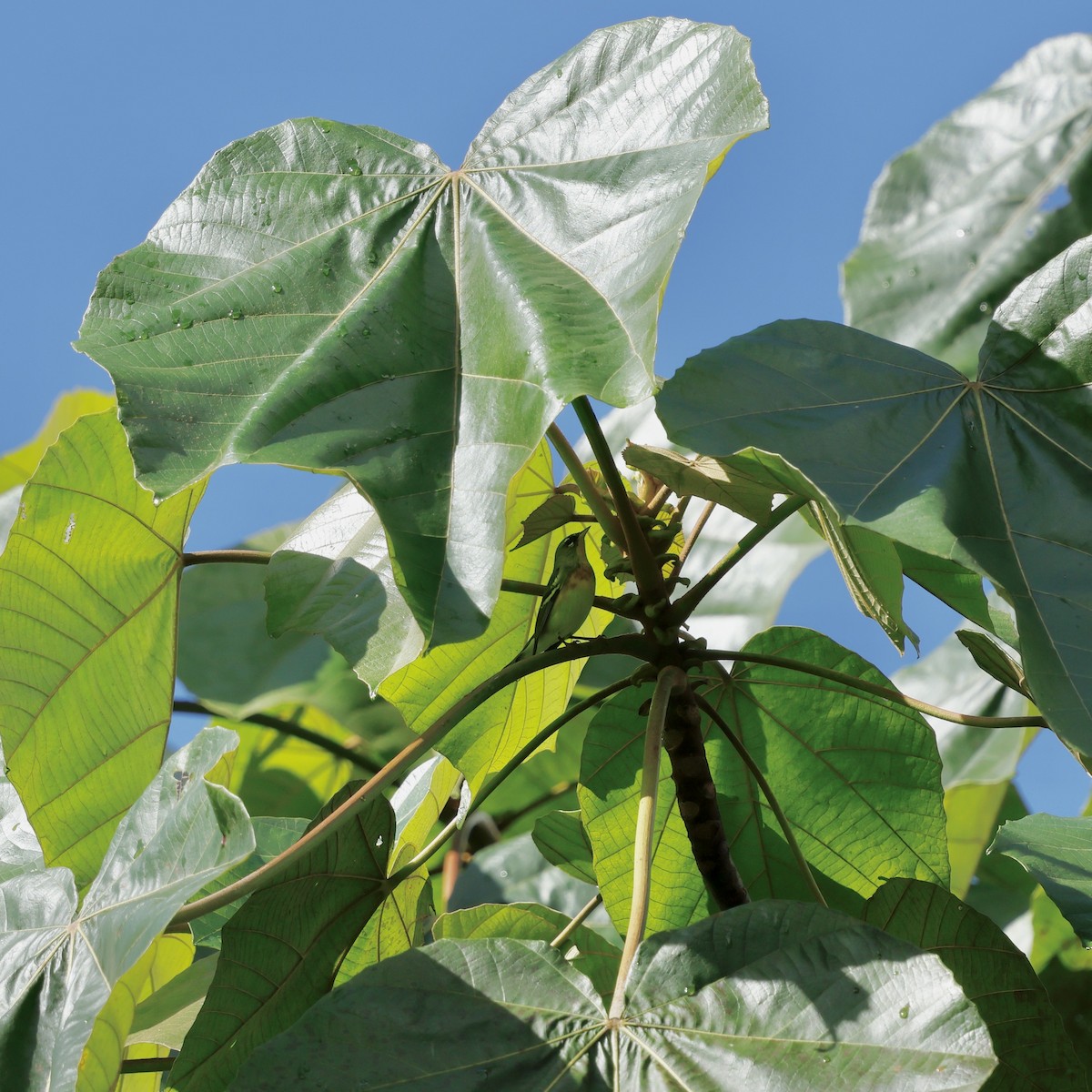 Northern Parula - ML647830637