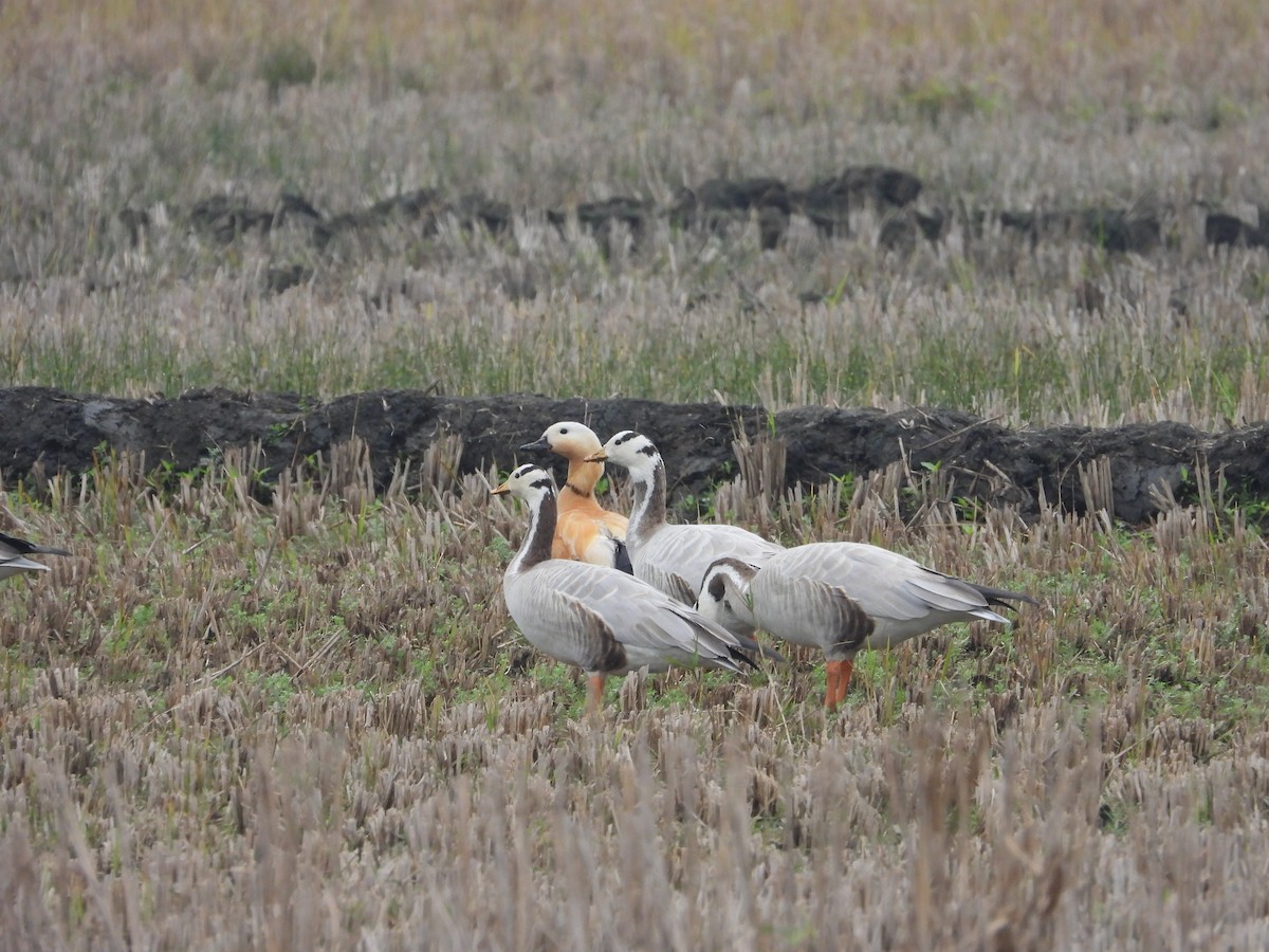 Bar-headed Goose - ML647830638