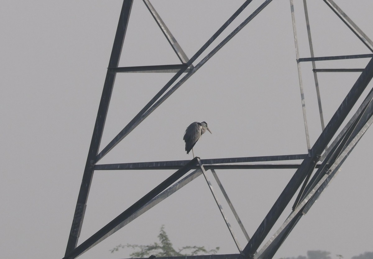 Gray Heron - ML647830640