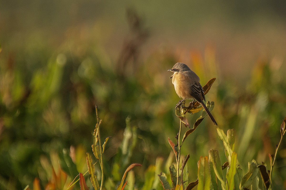 Long-tailed Shrike - ML647830641