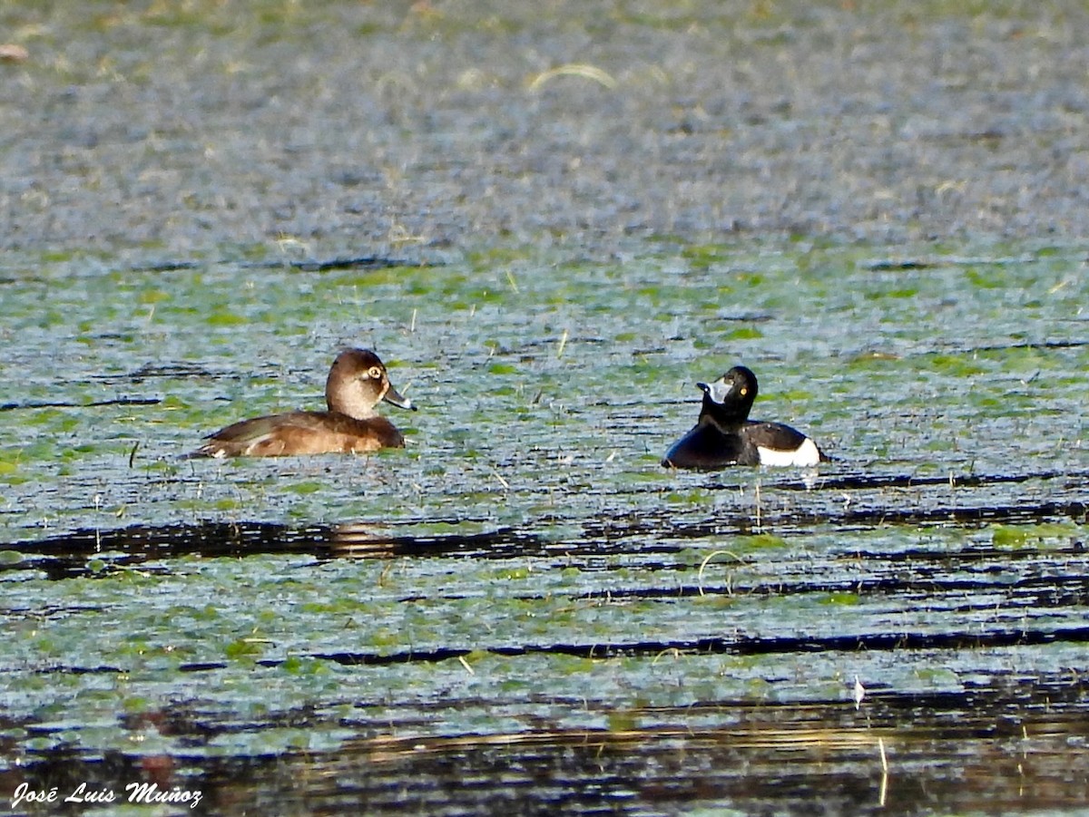 Ring-necked Duck - ML647830642