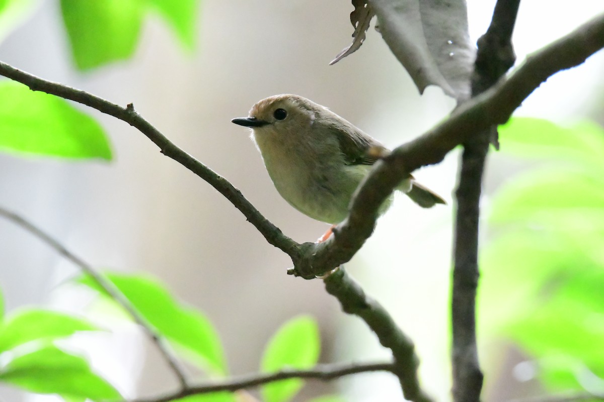 Yellow-throated Scrubwren - ML647830643