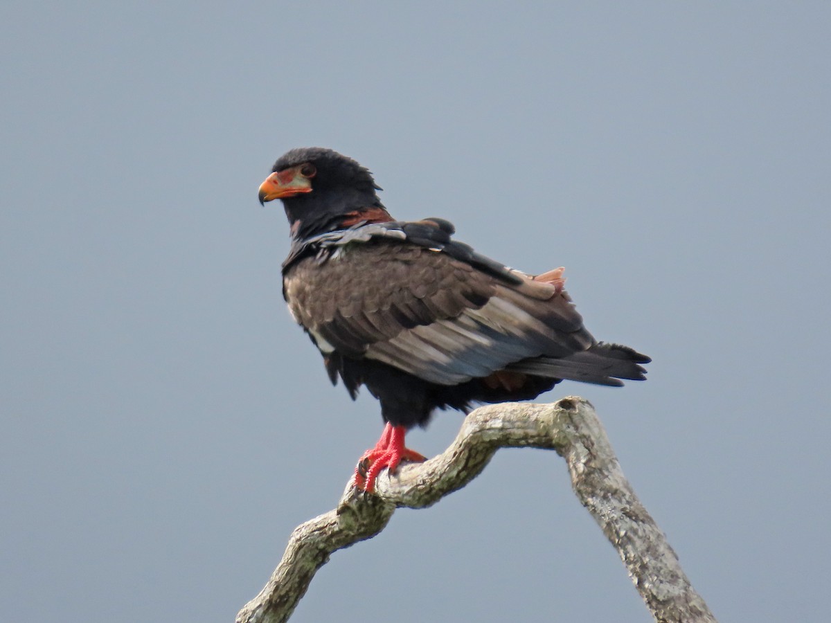 Bateleur - ML647830644