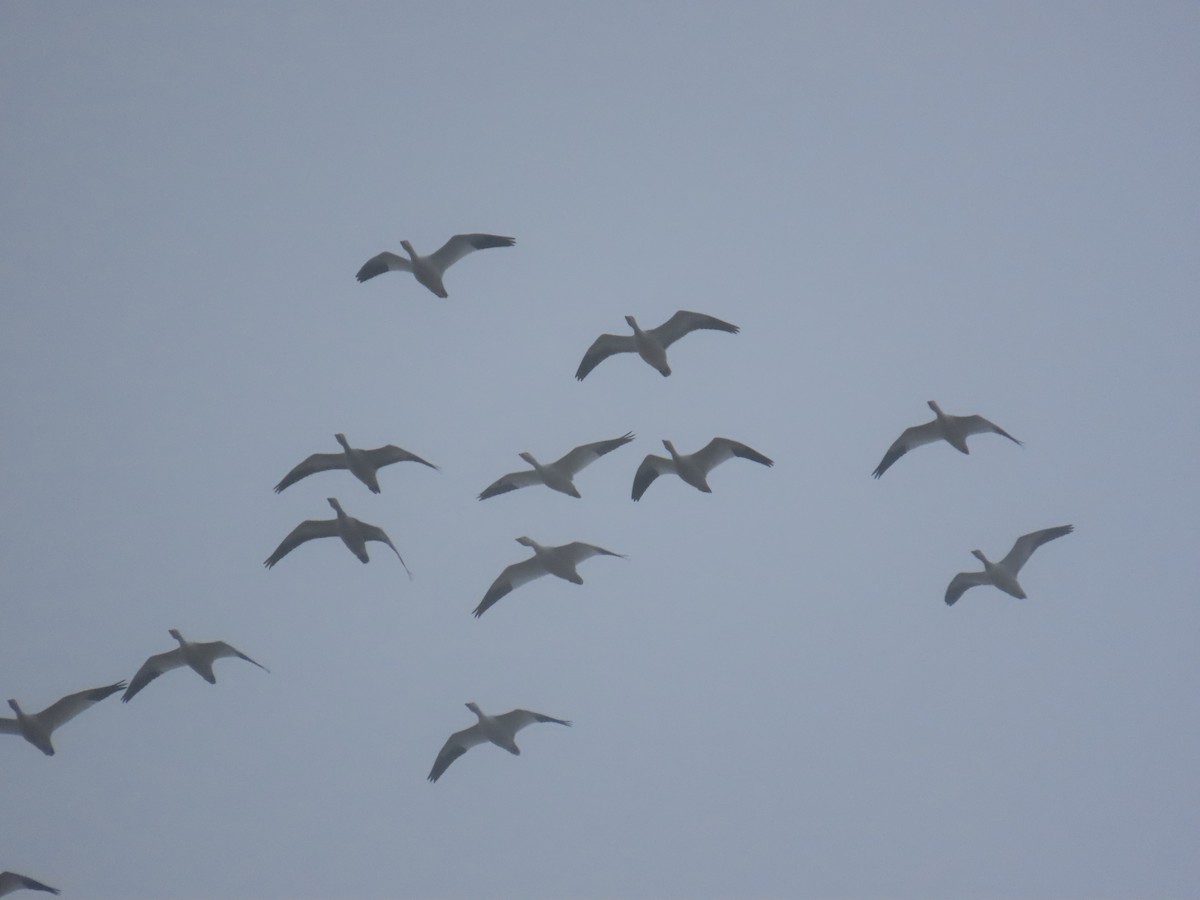 Snow Goose - ML647830646