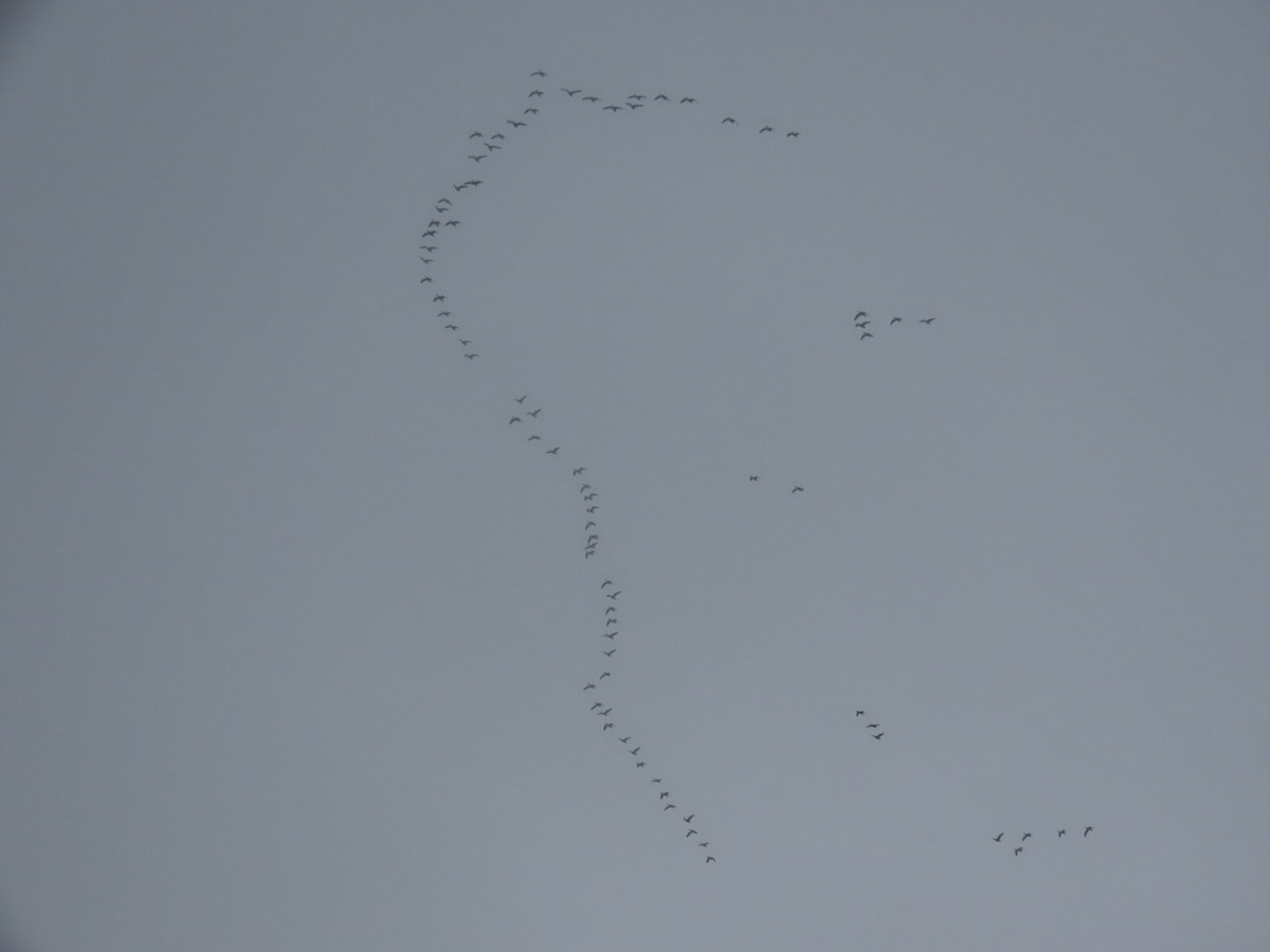 Snow Goose - ML647830647