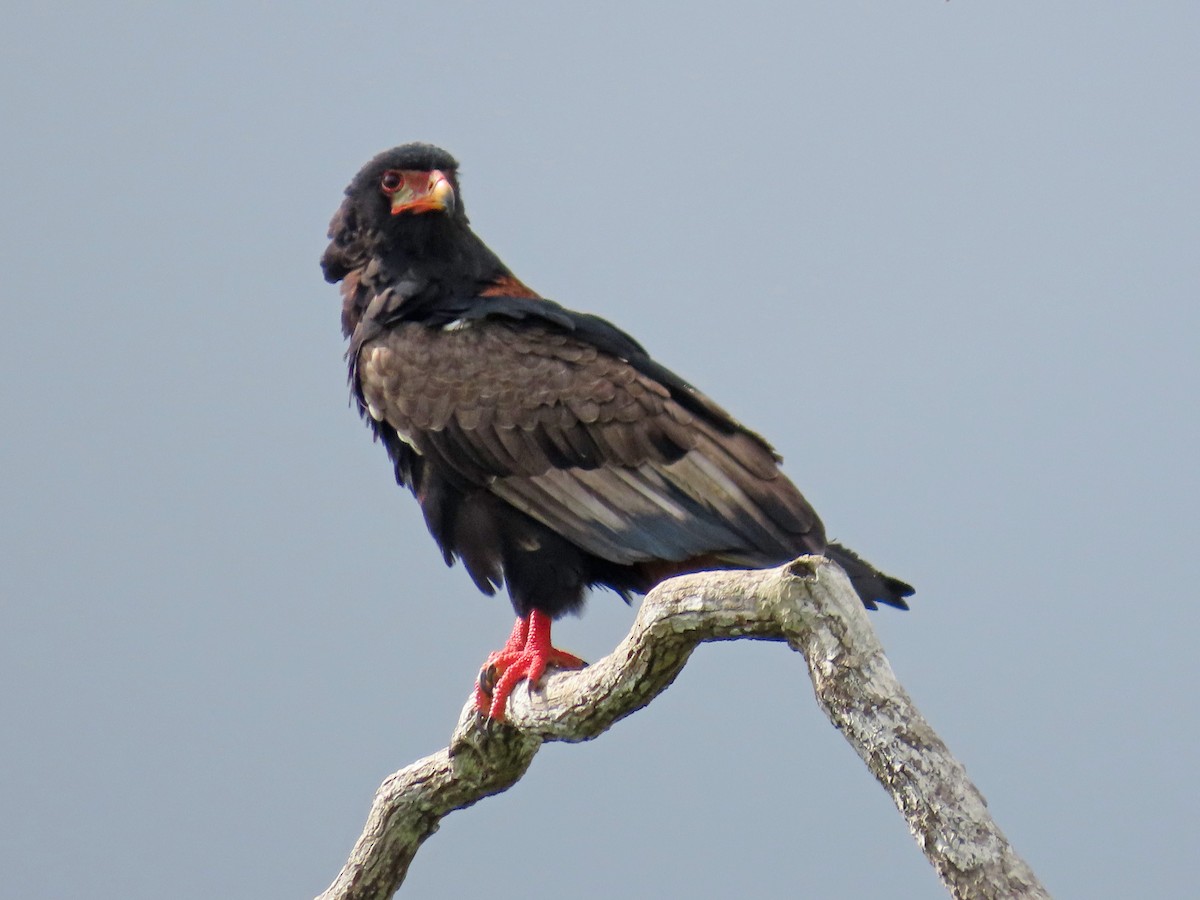 Bateleur - ML647830648