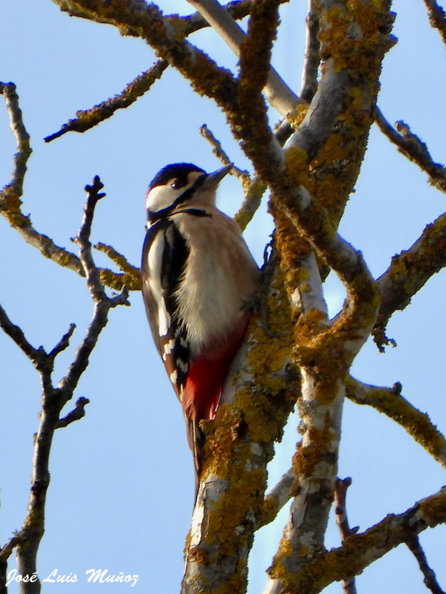 Great Spotted Woodpecker - ML647830649