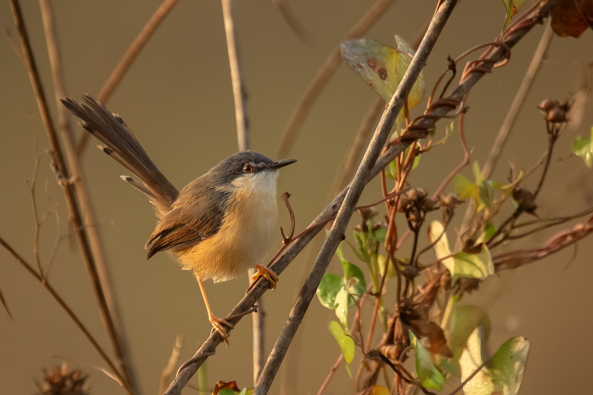 Ashy Prinia - ML647830650