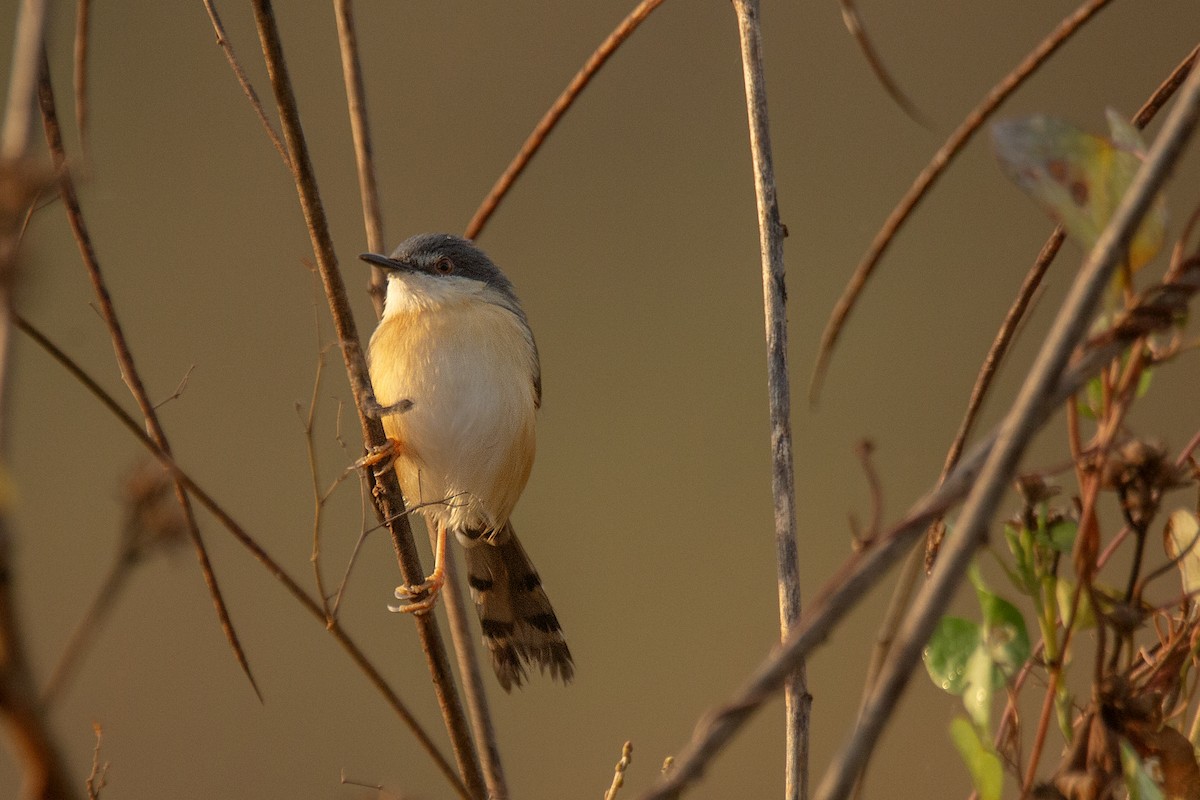 Ashy Prinia - ML647830651