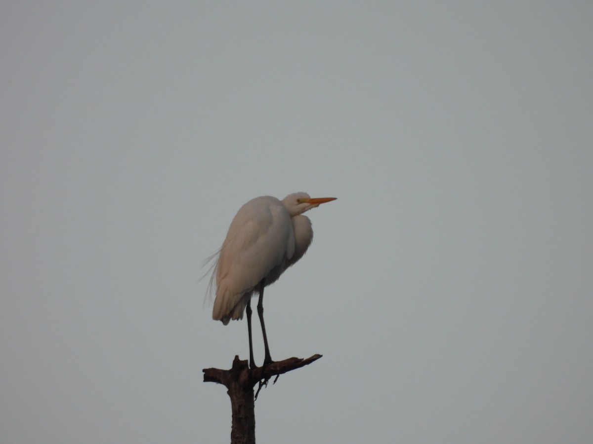 Great Egret - ML647830652