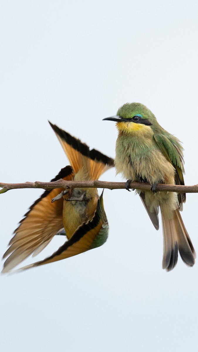 Little Bee-eater - ML647830653