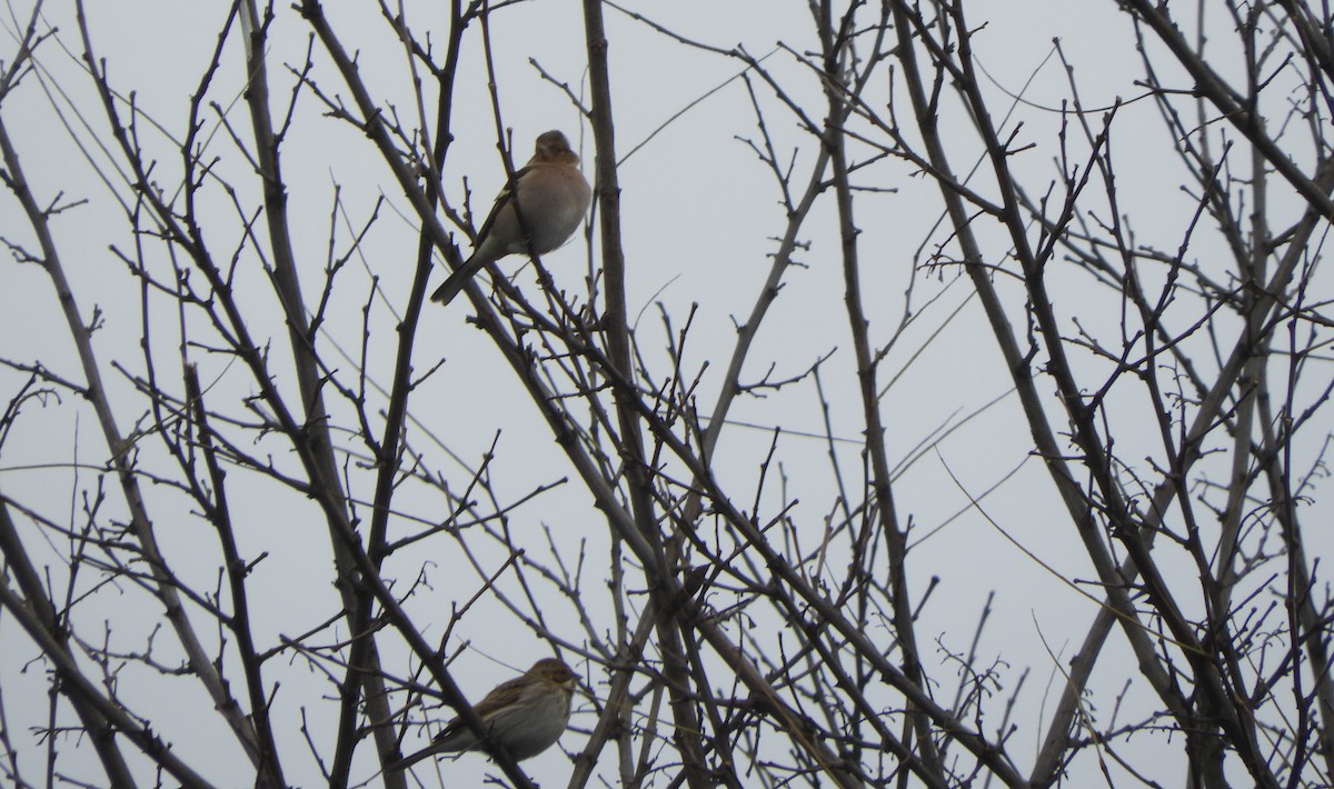 Зяблик звичайний - ML647830678