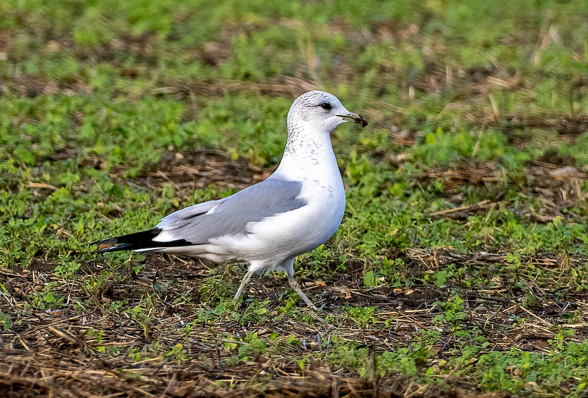 Мартин сивий - ML647830679