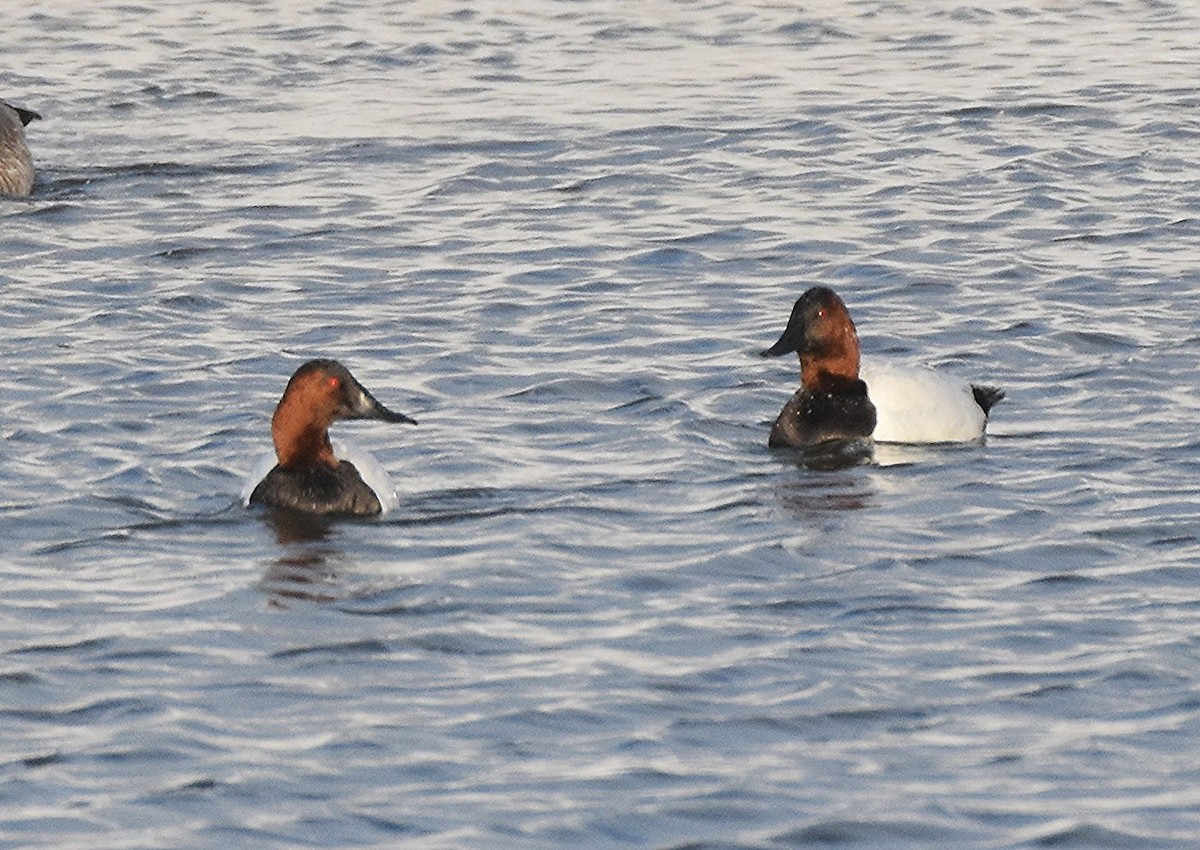 Попелюх довгодзьобий - ML647830680