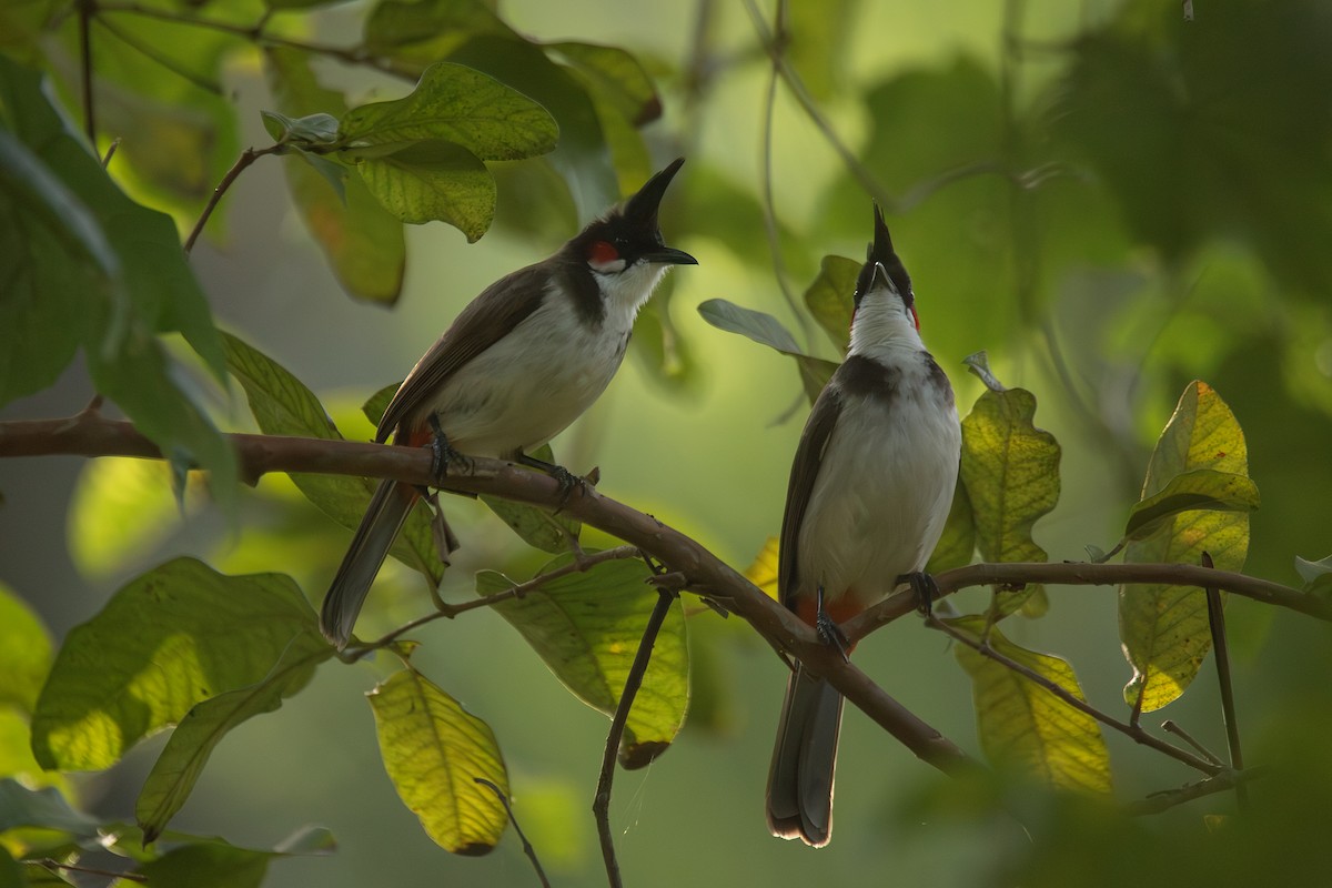 Бюльбюль червонощокий - ML647830682