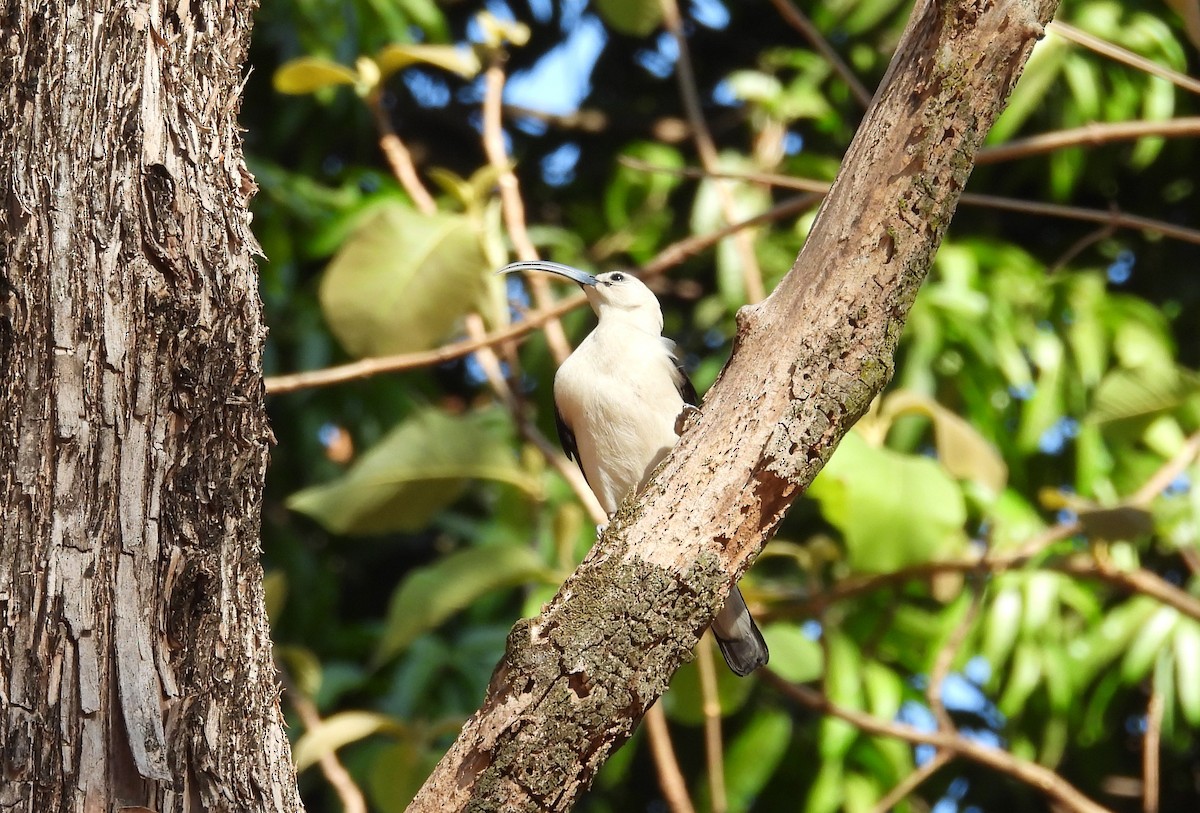 Ванга серподзьоба - ML647830683