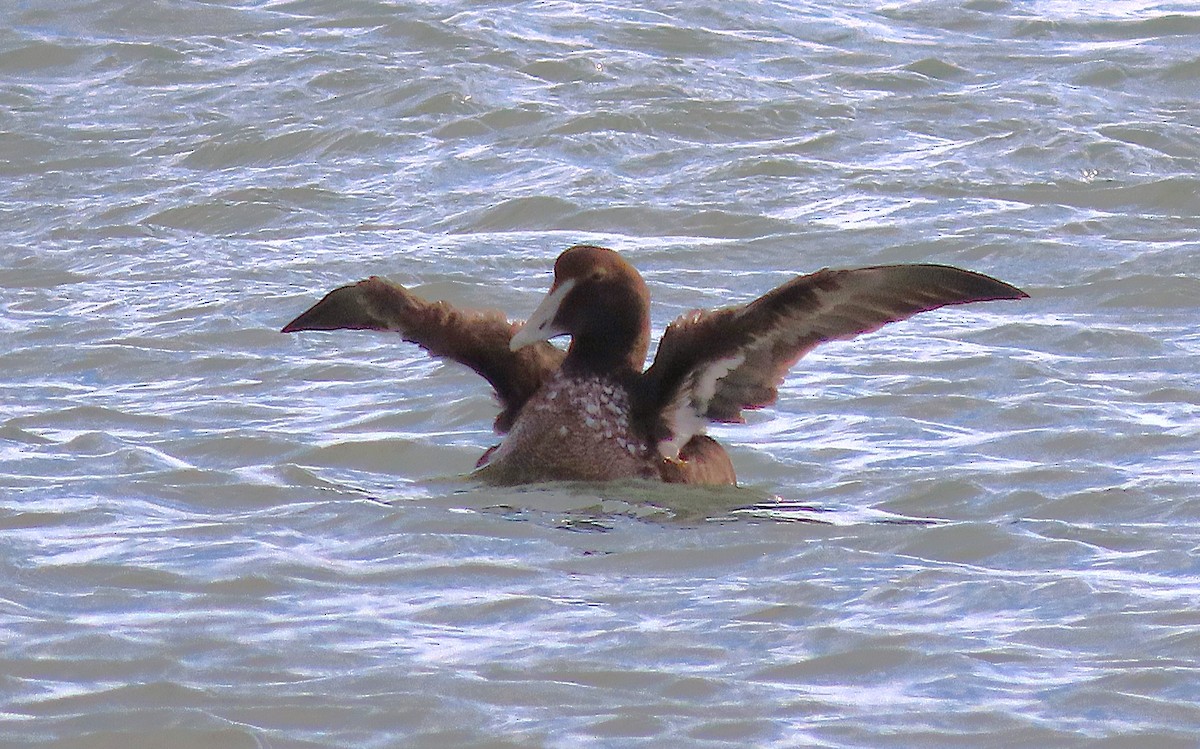 Пухівка зеленошия - ML647830684