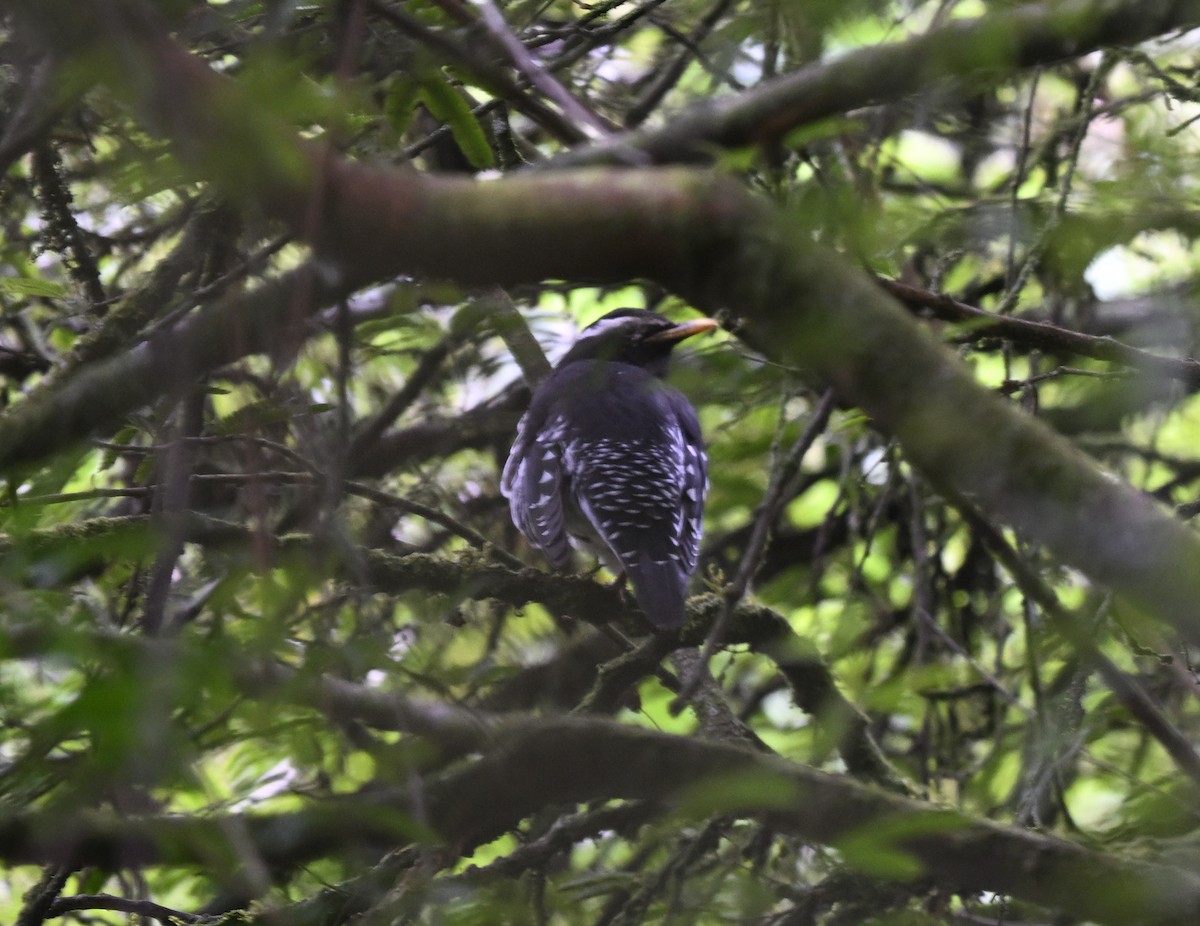 Квічаль індійський - ML647830686