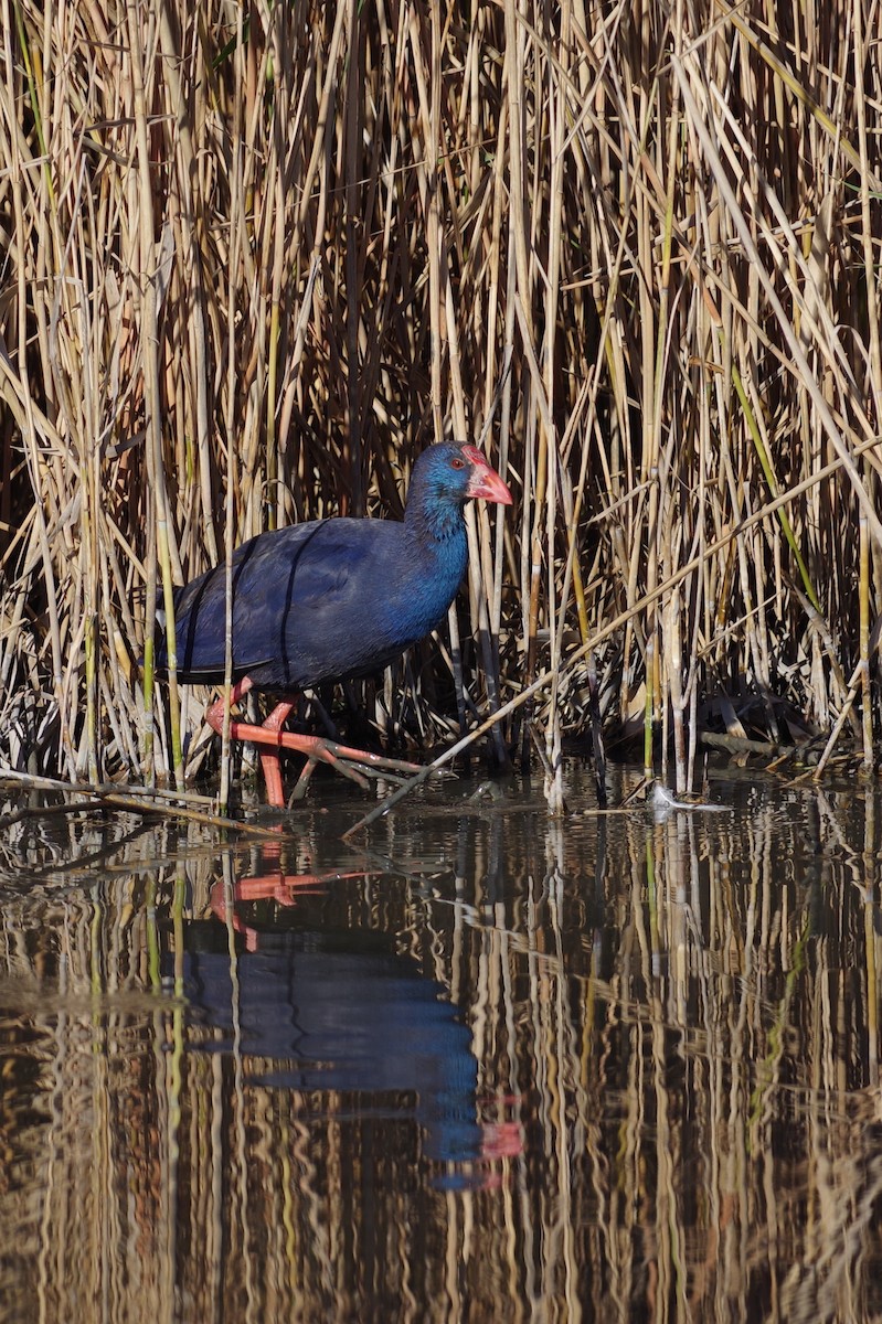 Султанка пурпурова - ML647830693