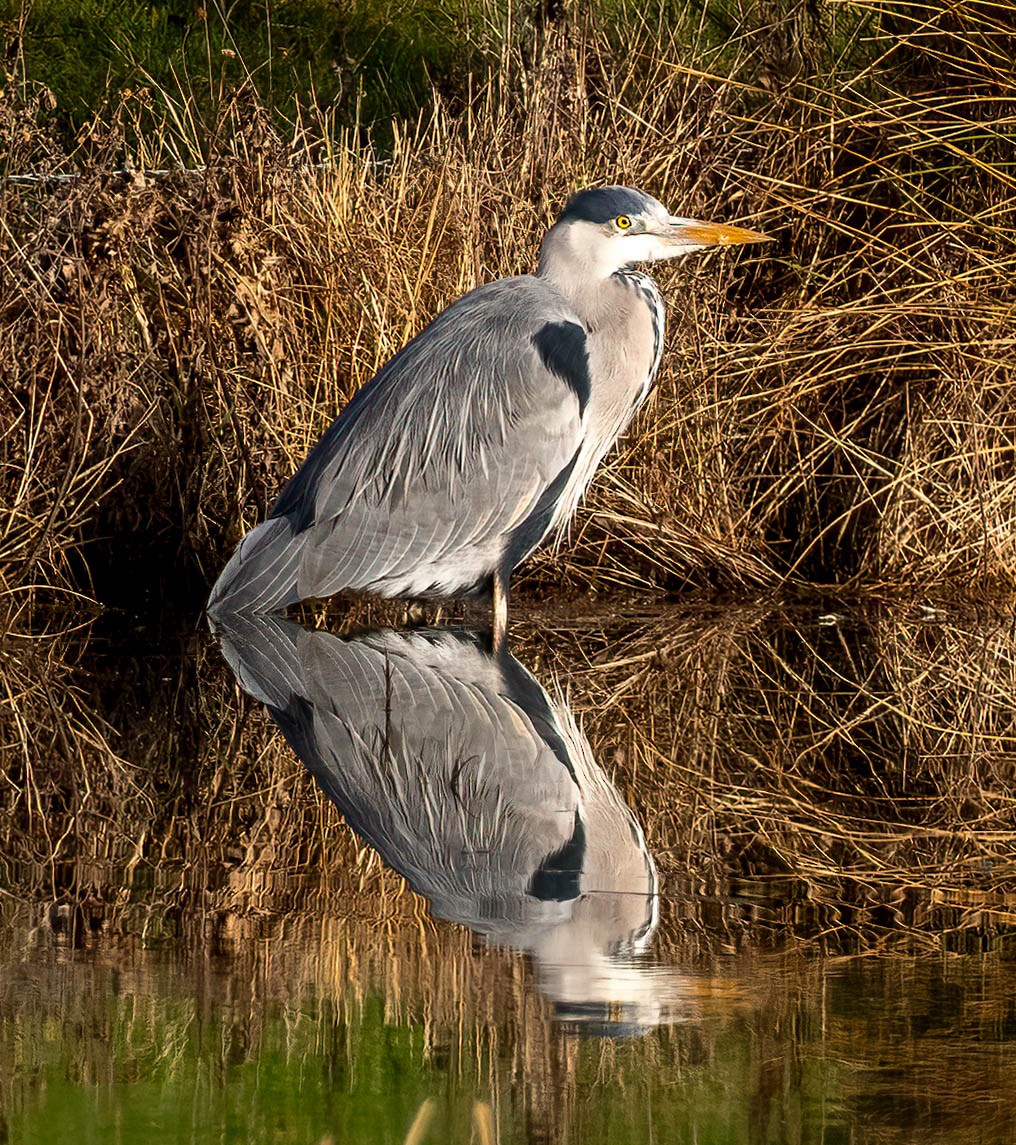 Чапля сіра - ML647830694