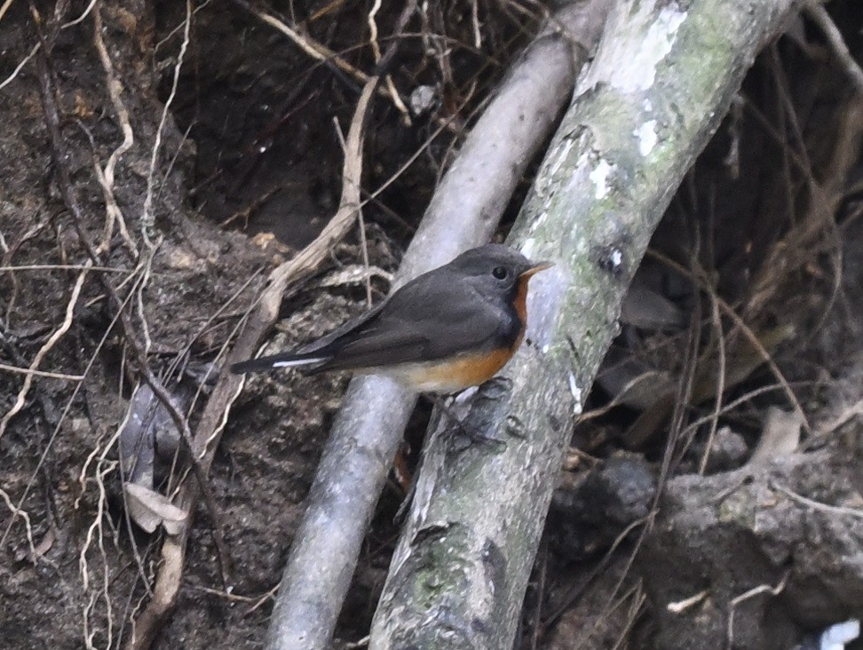 Мухоловка кашмірська - ML647830705