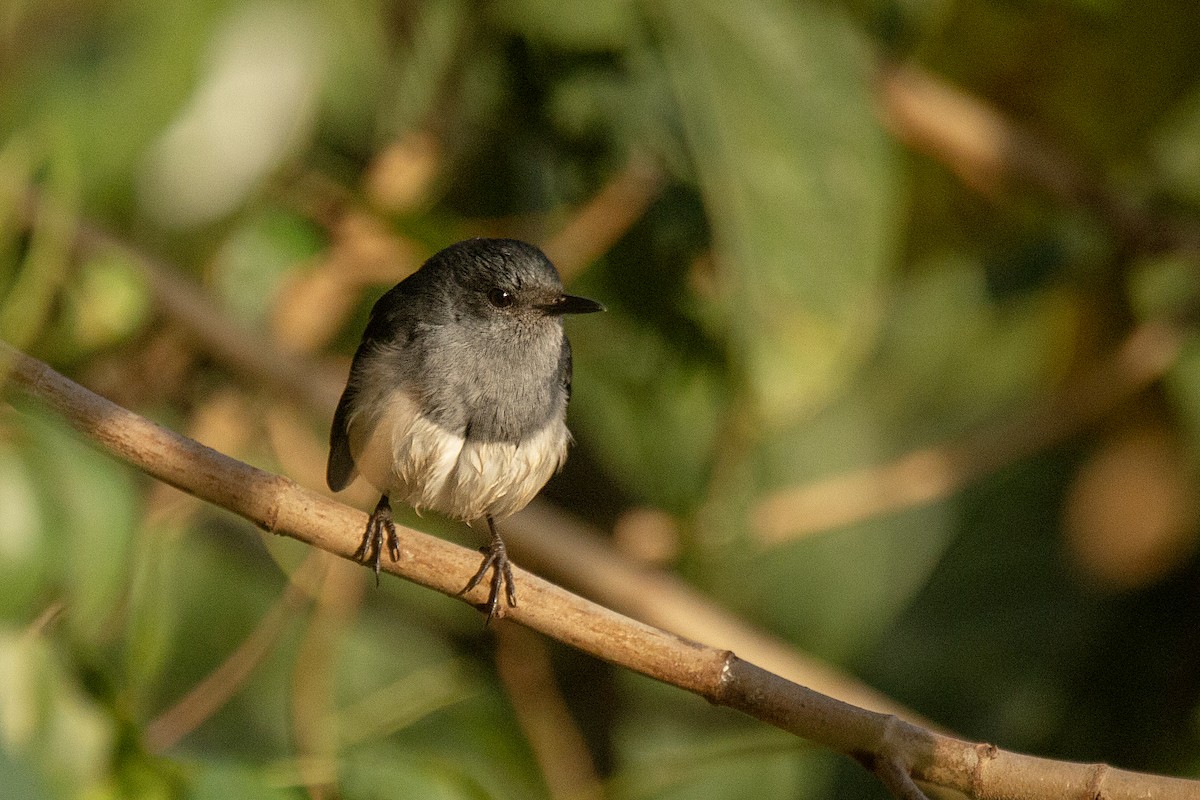Шама східна - ML647830706